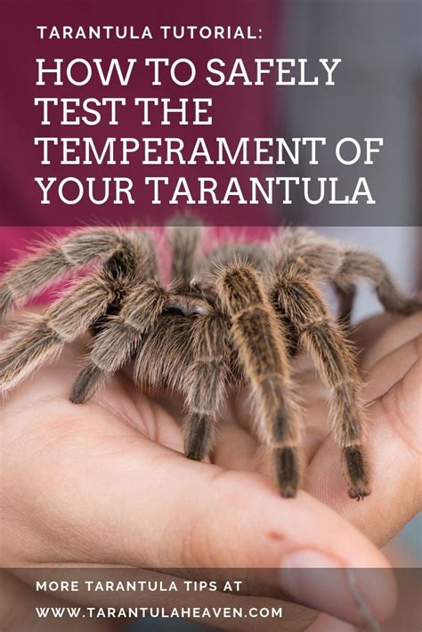 Can you walk a tarantula?