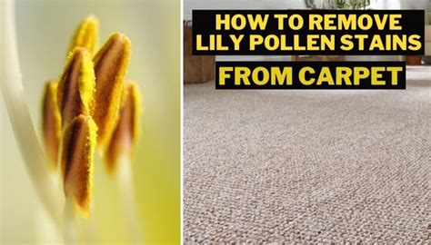 Can you wash lily pollen off a cat?