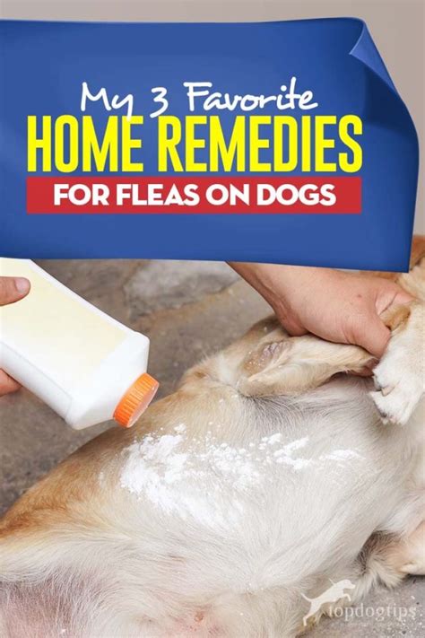 Can you wash off fleas?