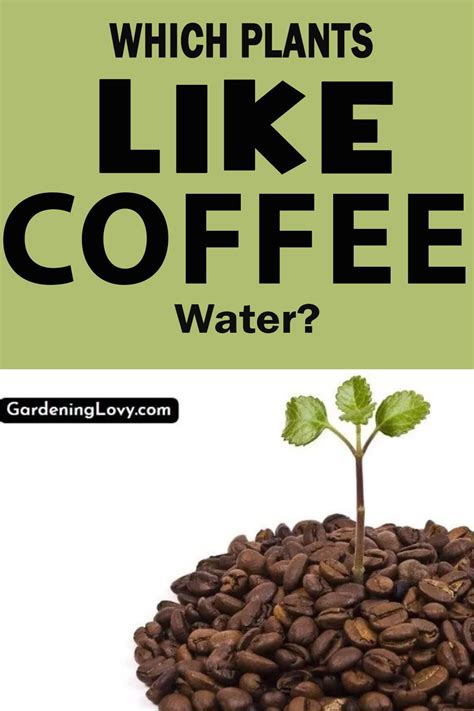 Can you water plants with coffee?