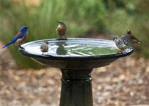 Can your bird shower with you?