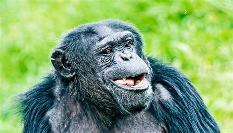 Could an ape ever talk?