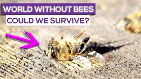 Could humans live without bees?