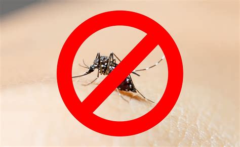 Could we live without mosquitoes?