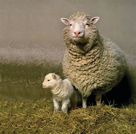 Did Dolly the cloned sheep have babies?