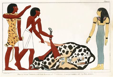 Did Egyptians sacrifice bulls?