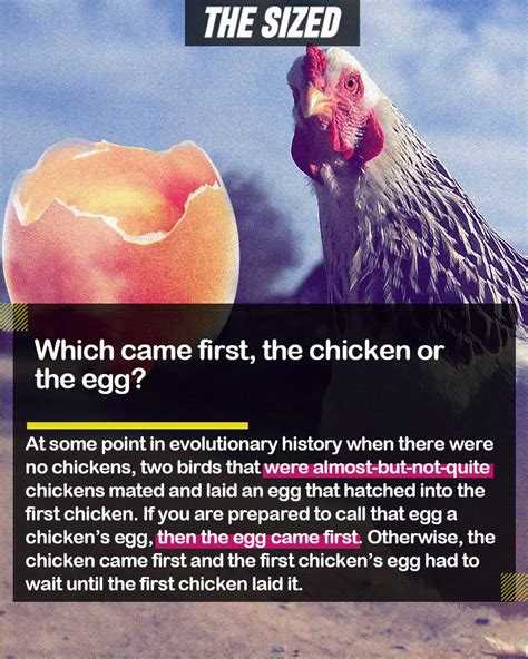 Did God create the chicken or egg first?