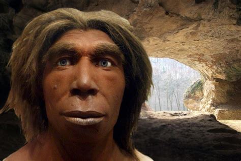 Did Neanderthals menstruate?