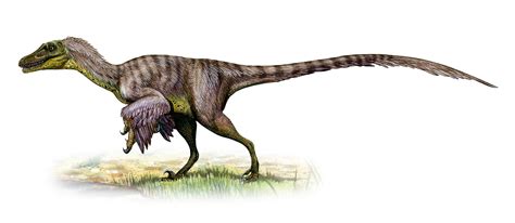 Did Velociraptors exist?