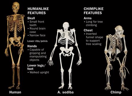 Did all humans come from one person?