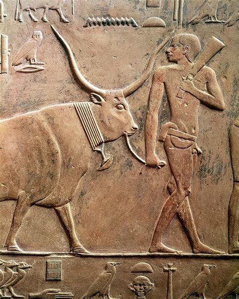 Did ancient Egypt have cows?
