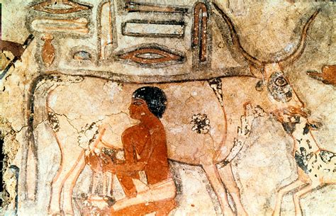 Did ancient Egyptians milk cows?