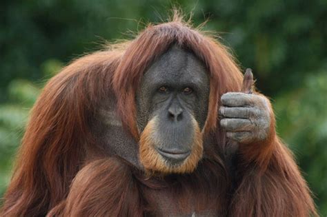 Did apes have thumbs?