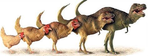 Did chickens evolve from dinosaurs?