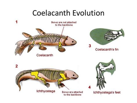 Did coelacanths evolve?