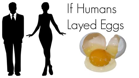 Did humans originally lay eggs?