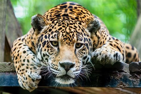 Did jaguars almost go extinct?