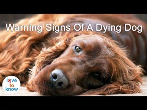 Did my dog know she was dying?