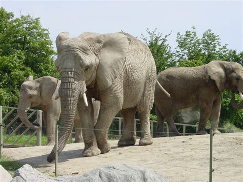 Did the Toronto Zoo have elephants?