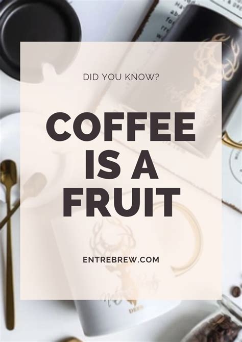 Did you know coffee is a fruit?