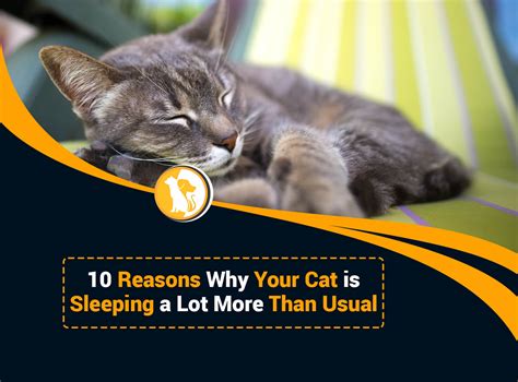 Do 3 year old cats sleep a lot?