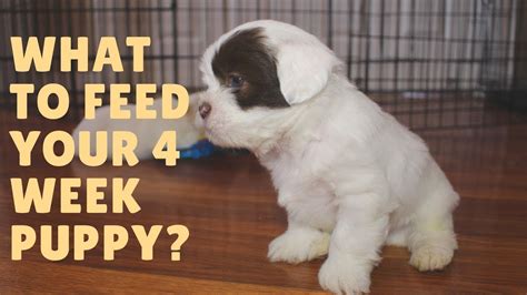 Do 4 week old puppies need milk?