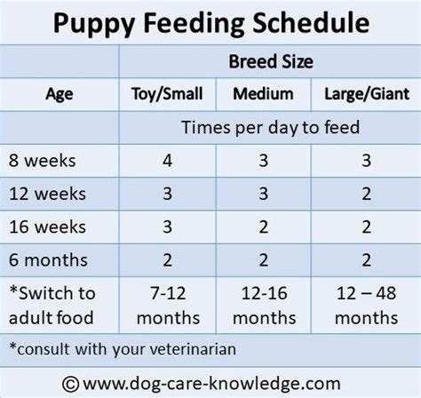 Do 5 week old puppies need water at night?