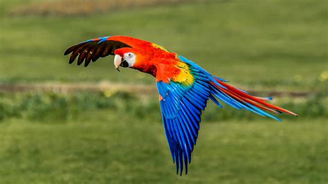 Do Amazon parrots fly?