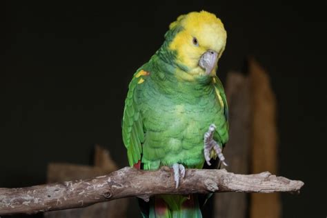 Do Amazon parrots like being touched?