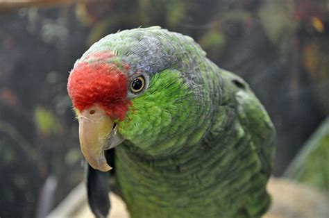 Do Amazon parrots like to shower?