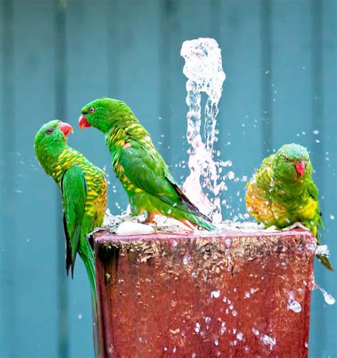 Do Amazon parrots need a bath?