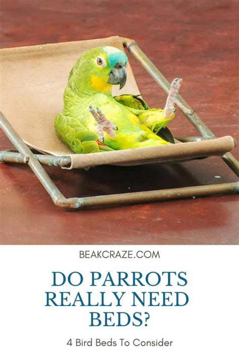 Do Amazon parrots need beds?