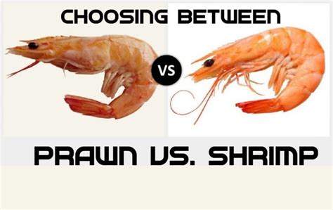 Do Aussies say shrimp or prawn?