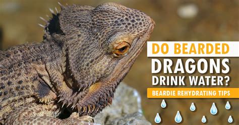 Do Beardies drink water?