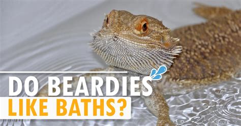 Do Beardies like cold or warm baths?