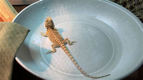 Do Beardies like to swim?