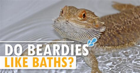 Do Beardies like warm or cold water?