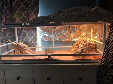 Do Beardies make noise?