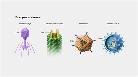 Do DNA viruses exist?