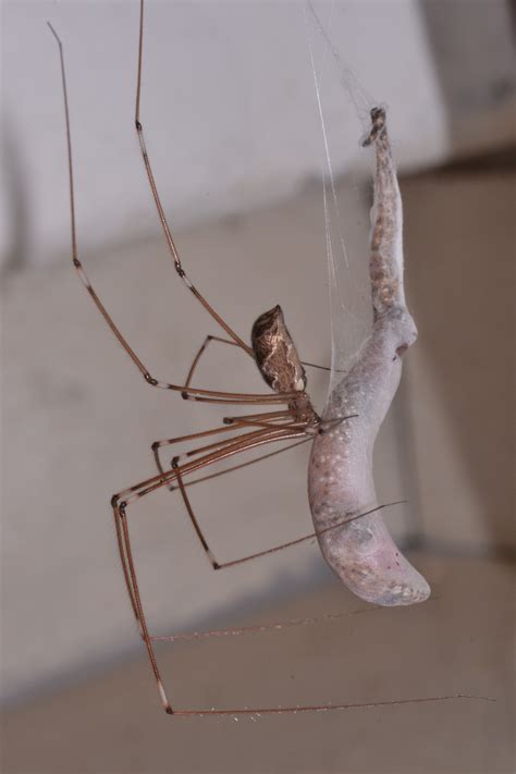 Do Daddy Long Legs eat other spiders?