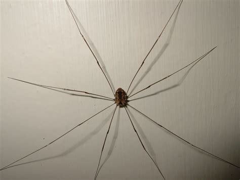 Do Daddy Long Legs prevent other spiders?