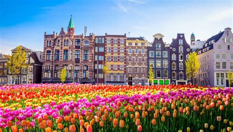 Do Dutch eat tulips?