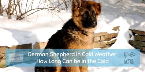 Do German Shepherds get cold easy?