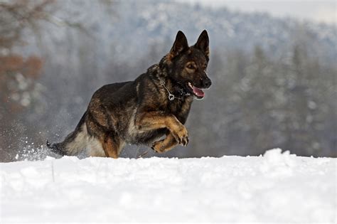 Do German Shepherds need sweaters in the winter?