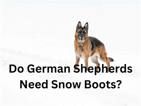 Do German Shepherds need winter boots?