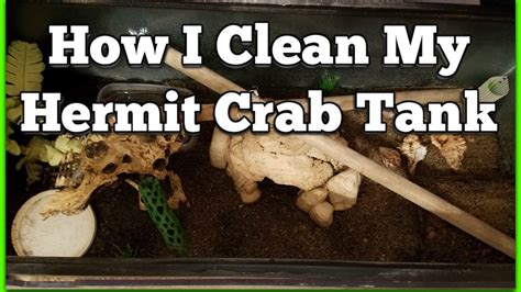 Do I clean my hermit crabs sand?