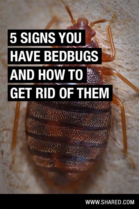 Do I have bed bugs or am I paranoid?