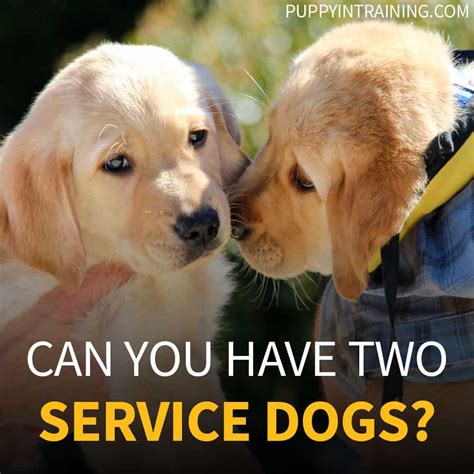 Do I need 2 dogs?