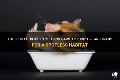 Do I need to clean hamster poop?