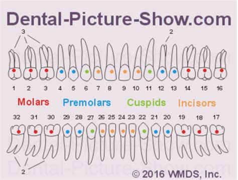 Do KDF check teeth?